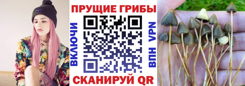 Псилоцибиновые грибы ЛСД  Купить  Будённовск 